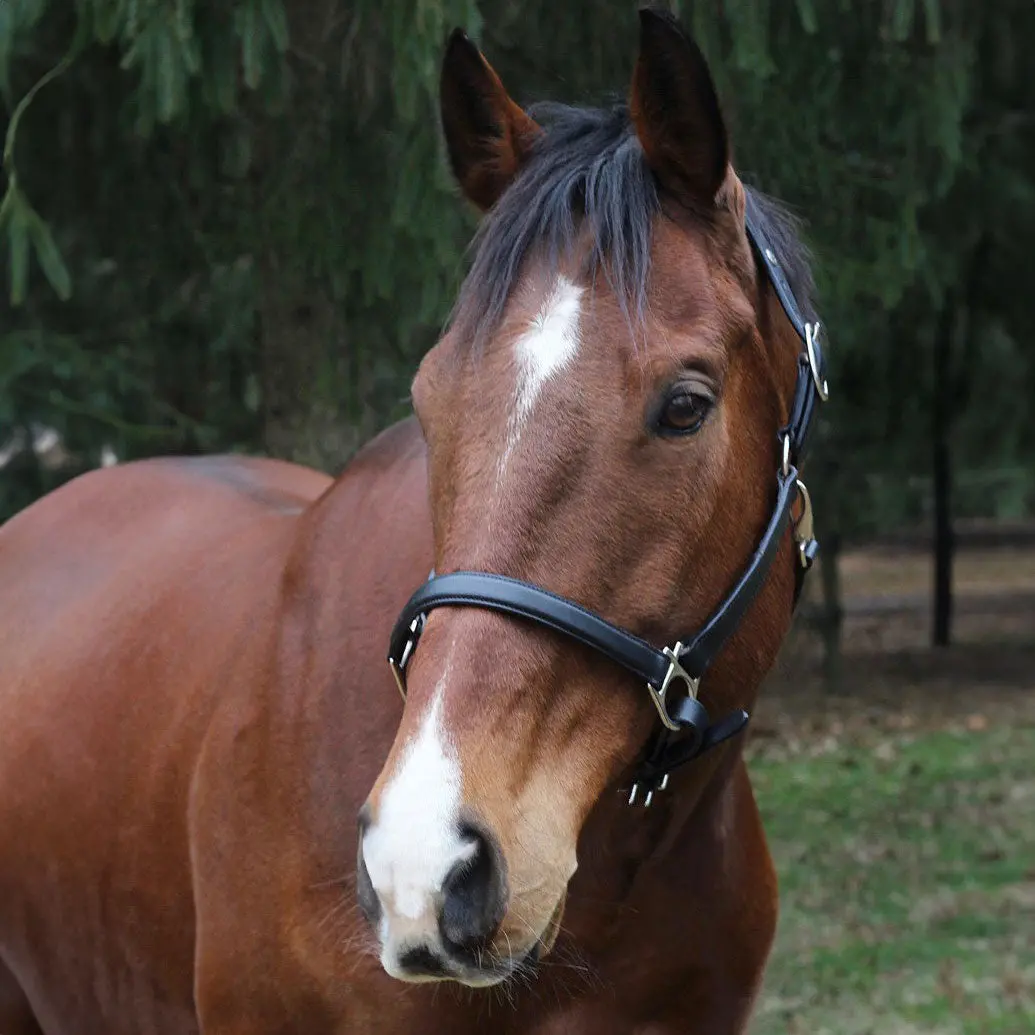Henri De Rivel Everyday Halter 1