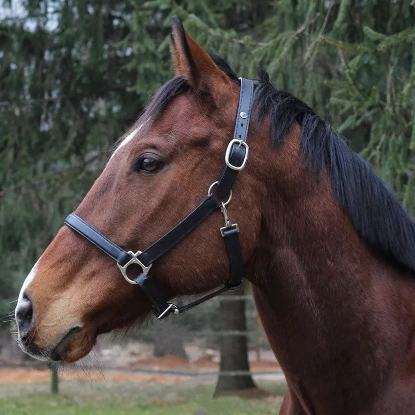 Henri De Rivel Everyday Halter 2