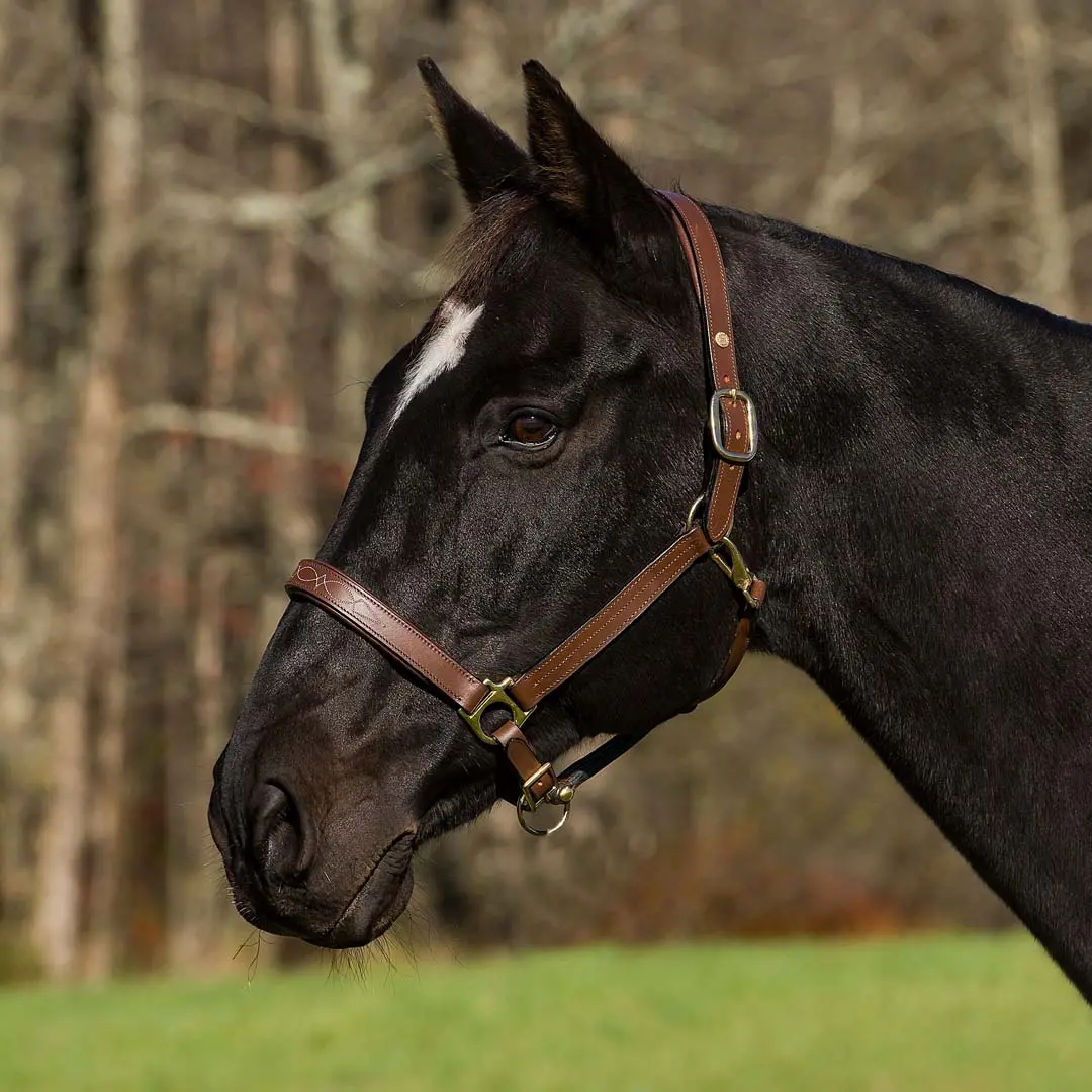Henri De Rivel Pro Triple-Stitched Rolled Throat Halter – Padded & Elegant