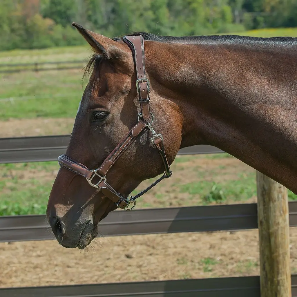 Henri De Rivel Stress Free Halter With Fancy Contrast Stitching 1